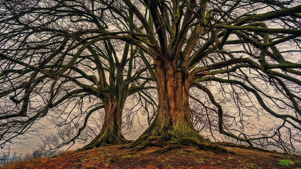 dos árboles viejos sin hojas